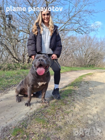 Американско були ХЛ мъжко  за разплод , снимка 3 - Питбул - 53702254