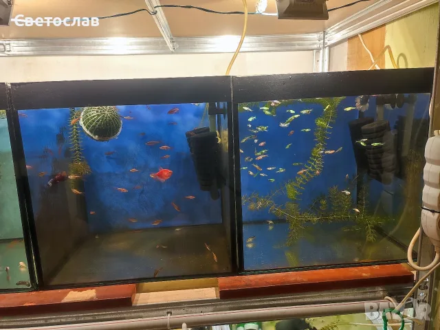 Аквариумни рибки , снимка 12 - Рибки - 55792845