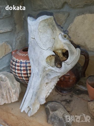 Стар череп от глиган, снимка 3 - Други ценни предмети - 44339783