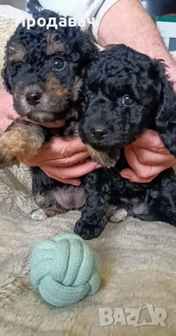 Продавам мини пудели, снимка 2 - Пудели - 52791076