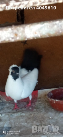 Женска монахиня