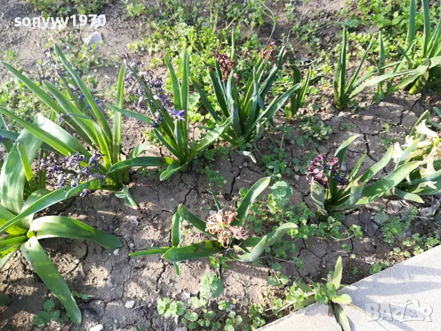 ЗЮМБЮЛ 25ЛВ ЗА ЕДИН В САКСИЯ С ПОЧВА 1104250530, снимка 6 - Градински цветя и растения - 49853465