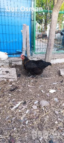 Продавам млади кокошки, снимка 18 - За селскостопански - 56399003