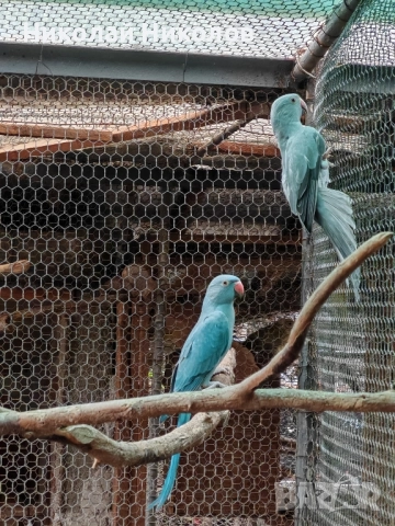 Малки александри, снимка 6 - Папагали - 51972524