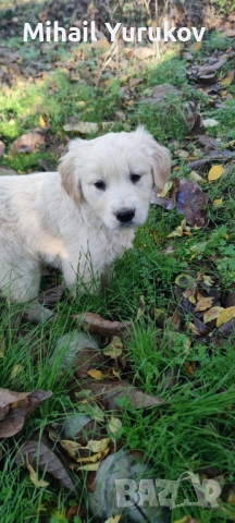 Голдън ретривър , снимка 3 - Голдън ретривър - 52402933
