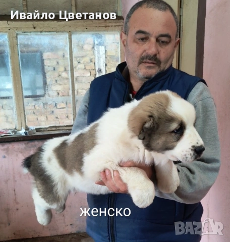 Алабай, снимка 3 - Алабай - 53302176