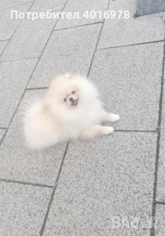Померан Момче с Родословие , снимка 4 - Померан - 53691313