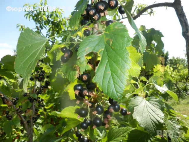 Касис - Разсад , снимка 13 - Разсади - 37551919