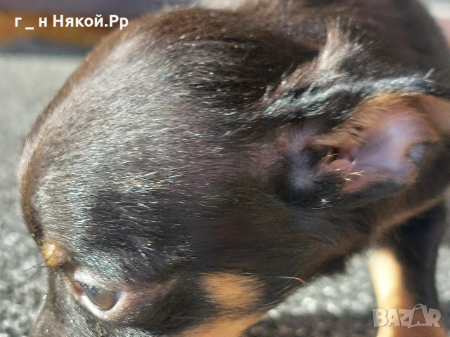 момче мини пинчер ., снимка 5 - Пинчер - 53119957