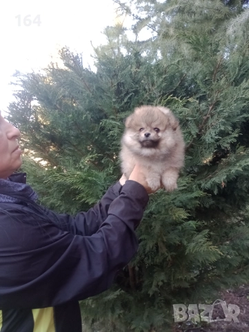 Мъжки Померани. Реални снимки от 29.12.25 г., снимка 5 - Померан - 52809054