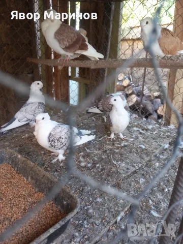 Декоративни гълъби
