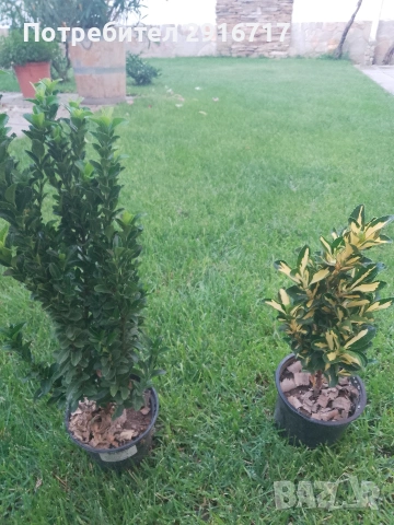 Евонимус Японика ( Euonymus Japonicus), снимка 4 - Градински цветя и растения - 53707686