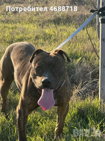 Американски Питбул, снимка 2 - Питбул - 53636314