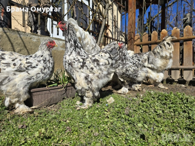 Продавам разплодни яйца от Сплаш Брама [Splash Brahma], снимка 9 - Кокошки и пуйки - 53810967