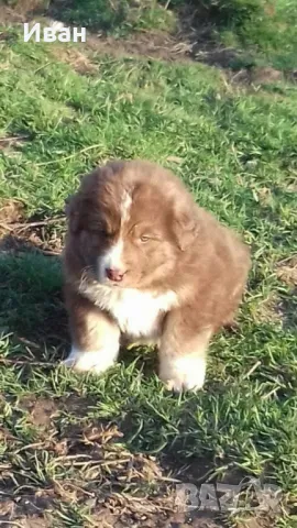 Българско овчарско куче , снимка 1