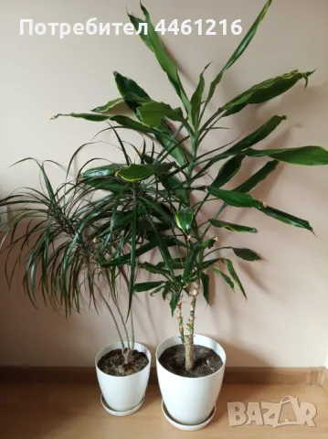 Цветя, палми, драцена, снимка 2 - Стайни растения - 50139037