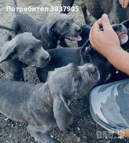 кученца кане корсо