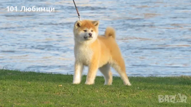 Японска аките ину, снимка 3 - Акита ину - 47462657