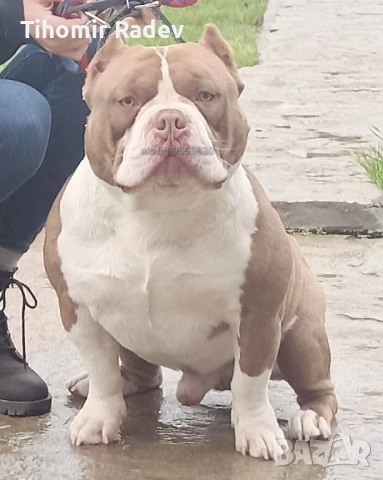 Американско були, снимка 7 - Други - 51061647