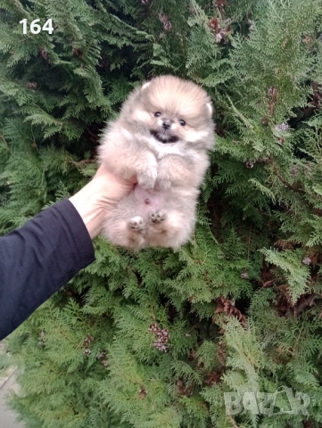 Миниатюрен мъжки Померан. Реални снимки !!!​ 
