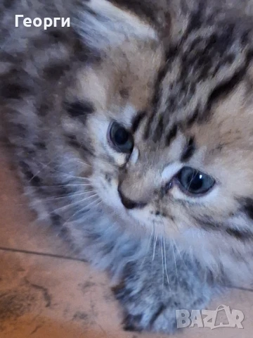 Британски късокосмести., снимка 1