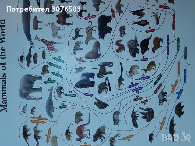 Бозайниците на света, снимка 2 - Пана - 41168968