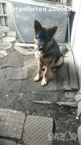 Немска овчарка мъжко куче