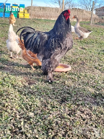 Продавам петел Брама, снимка 8 - Кокошки и пуйки - 53301702