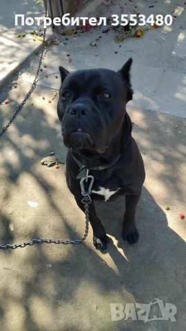 продавам Кане Корсо чистокръвни, снимка 5 - Кане корсо - 53611607