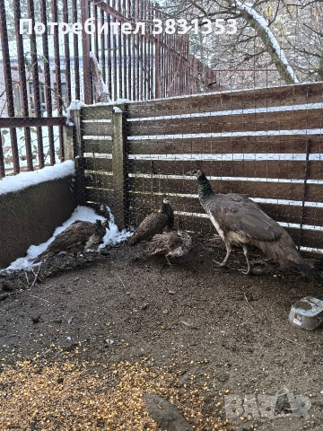 Семейство индийски пауни, снимка 5 - други­ - 53238734