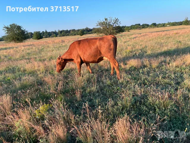 Продавам бременни месодайни кравикръстоски;търся съдружник, снимка 10 - Крави - 55771215