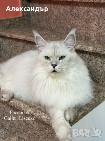 Котенца Мейн Куун с родословие, снимка 6 - Мейн кун - 53618290