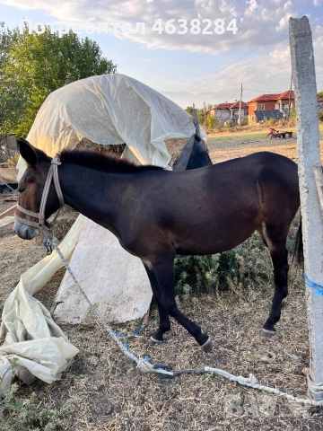 Кобила и Женско муле, снимка 6 - Коне - 52366920