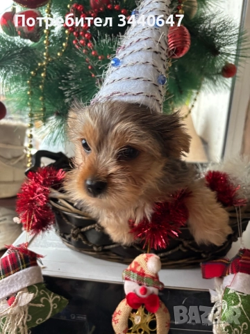 Мъжко йорки , снимка 4 - Йоркширски териер - 52897629