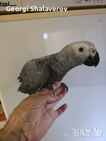 Продавам ръчно хранени бебета жако