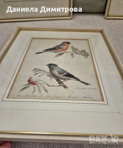 Три рамкирани принта с красиви птици, снимка 3 - Картини - 52466840