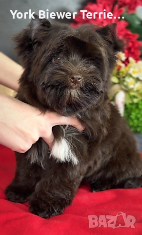 Йоркширский терИер! Шоколадов момче с родословие! Доставка 