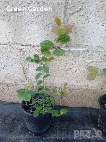 Американска боровинка , снимка 5 - Градински цветя и растения - 50985526