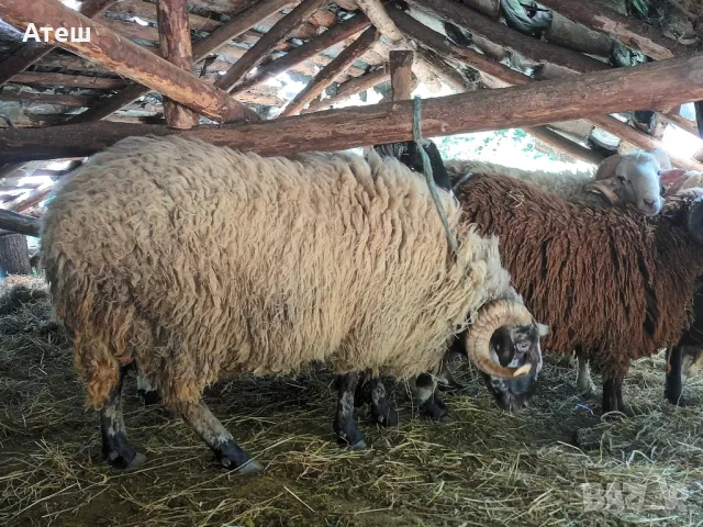 коч кочове овен , снимка 6 - Овце - 47352865