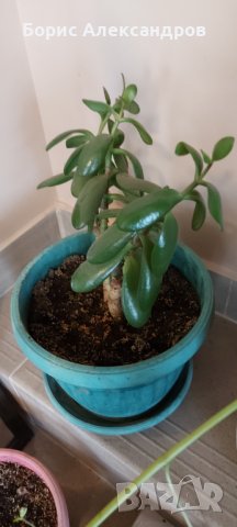 Дърво на живота и парите 