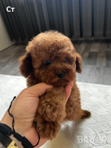 Пудел Той Pudlle toy, снимка 6 - Пудели - 53797460
