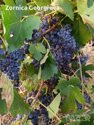 грозде - мерло, памид, ркацител, снимка 3 - Домашни продукти - 56117818