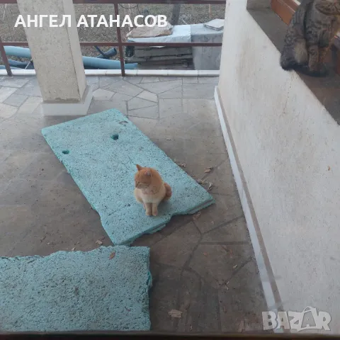 Подарявам малки котенца , снимка 14 - Други - 45925562