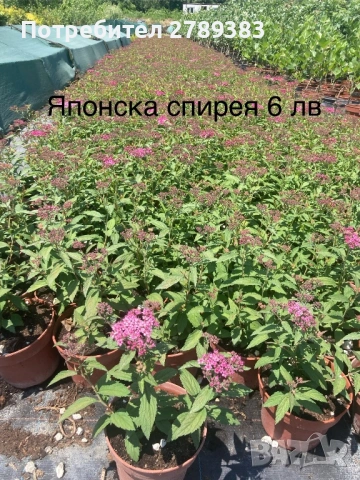 Японска Спирея, снимка 3 - Градински цветя и растения - 53071435