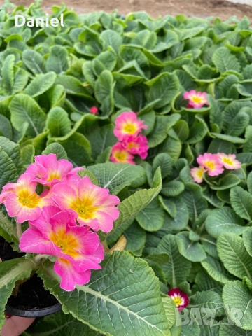 Цветя за 8 - ми март, снимка 4 - Градински цветя и растения - 53323438