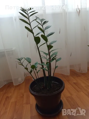 Замиокулкас цвете