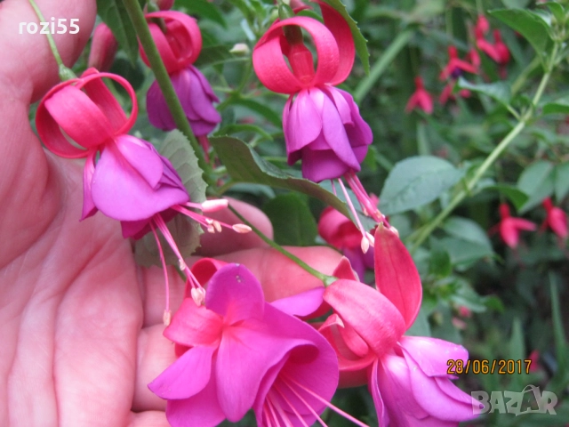 Не вкоренени резници от градинска фуксия, снимка 10 - Градински цветя и растения - 52544012