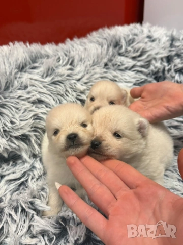 Померани, снимка 3 - Померан - 53515139