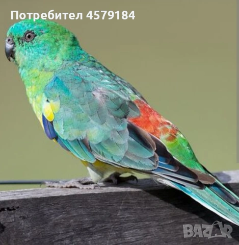 поен папагал 