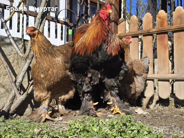 ЕЛИТНИ БРАМИ – РЕДКИ ЦВЕТОВЕ ОТ СЕЛЕКТИРАНИ ЛИНИИ, снимка 14 - Кокошки и пуйки - 50242246